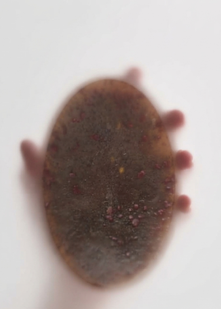 AVARAMPOO SOAP